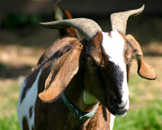 Friendly Goat Photo